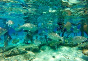 Snorkel, San Andres