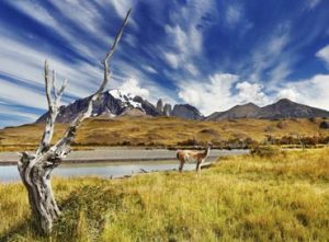 Fauna em Torres del Paine