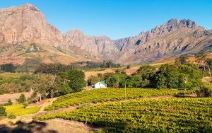 stellenbosch-vinhedos-africa-do-sul