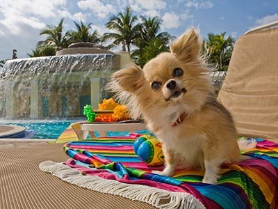 Cachorro na piscina de hotel