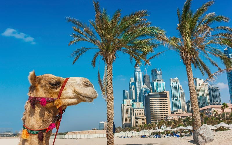 Passeio de camelo em Dubai