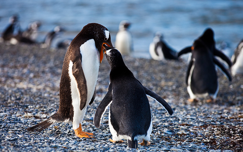 ushuaia-pinguins