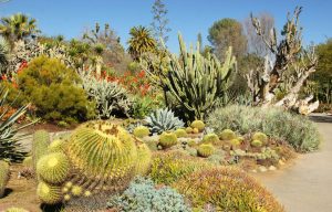desert-botanical-garden-eua