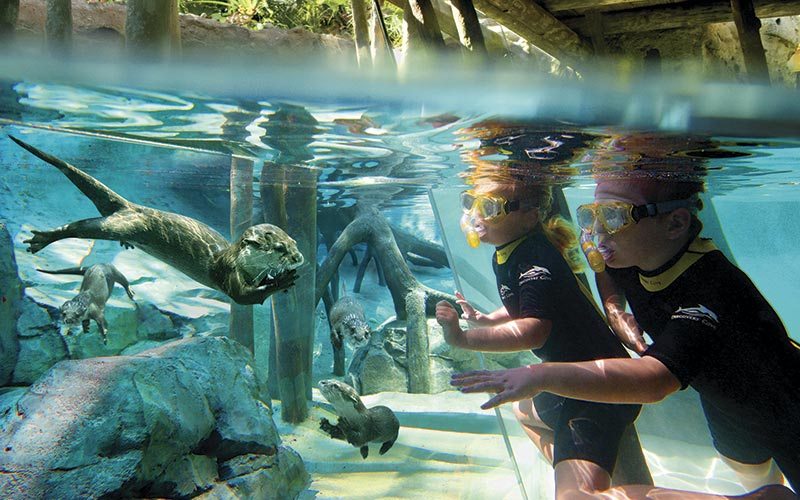 Discovery Cove lontra