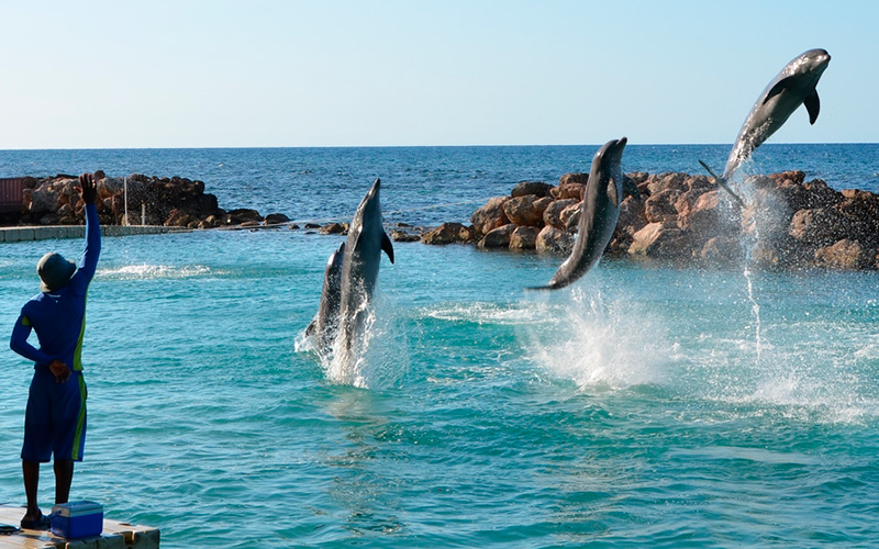 jamaica-dolphin-cove