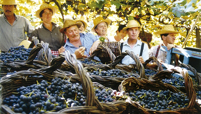 Famílias se unem para colher uvas